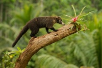 Nosal belohuby - Nasua narica - White-nosed Coati 0869